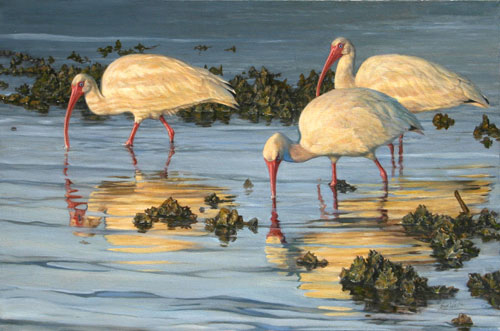 Oil painting of White Ibis by Sue Westin