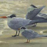 acrylic tern painting by John C. Pitcher