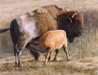 Bison painting by Sue Westin