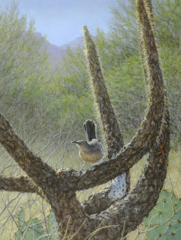 A painting of a Curve-billed Thrasher by Sue Westin